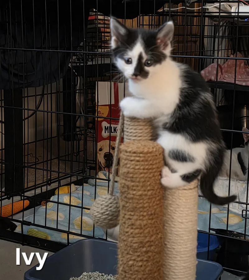 A baby medium-sized female Black & White / Tuxedo Tuxedo cat named Ivy for adoption in Woodbridge, VA
