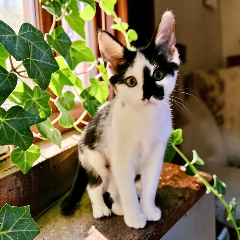 Ivy thumbnail 2