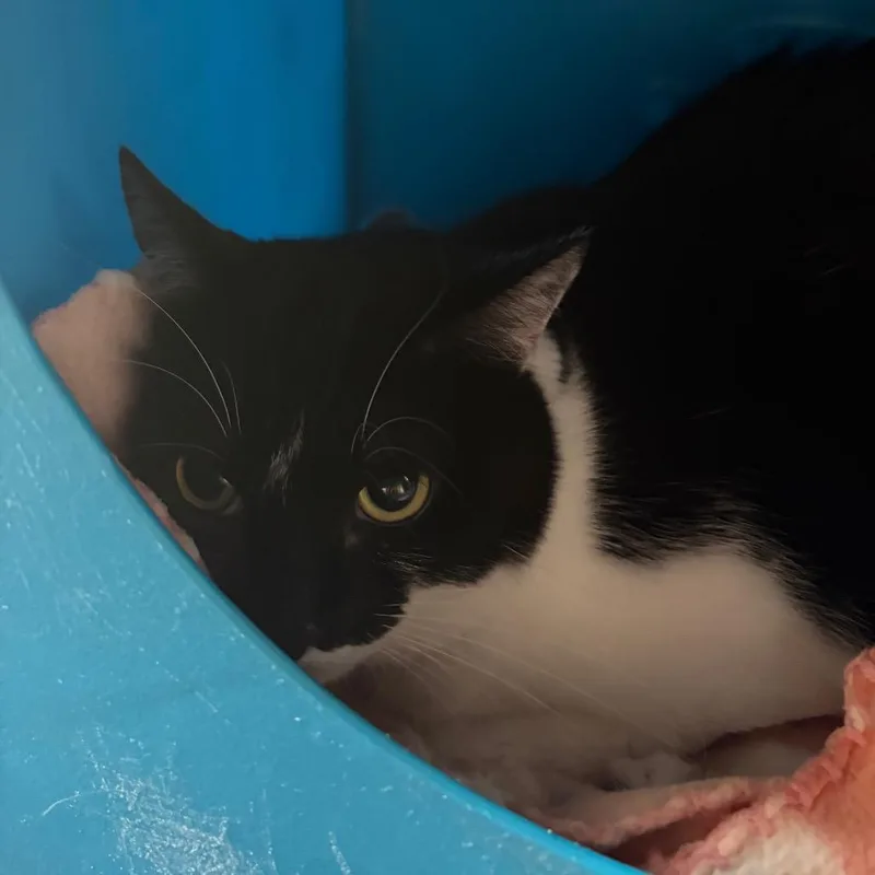 An adult large-sized female Black Domestic Short Hair cat named Trixie for adoption in Waukesha, WI