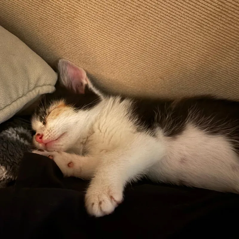 A baby small-sized female Calico Domestic Short Hair cat named Pumpkin for adoption in Los Angeles, CA