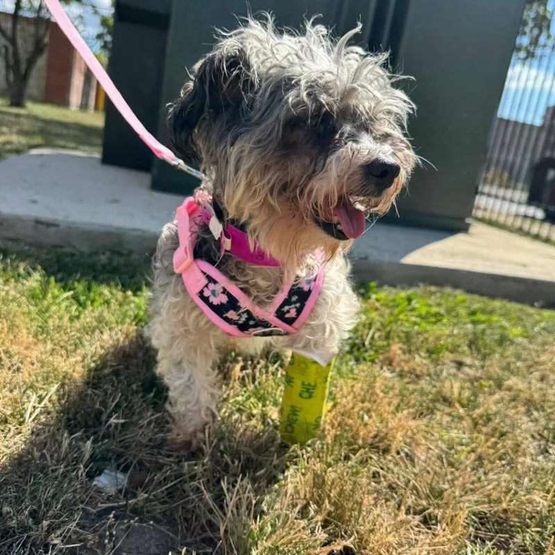 A senior small-sized female Maltese dog named Gracie for adoption in Northville, MI