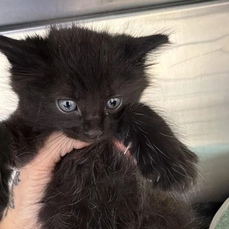 A baby small-sized male Black Domestic Long Hair cat named Elrik for adoption in Palestine, TX