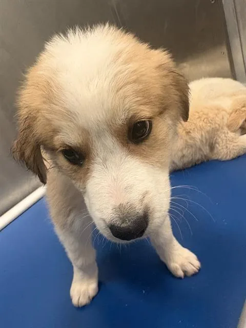 A baby large-sized female Mixed Breed dog named Rhea for adoption in Dallas, TX
