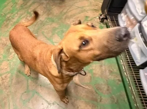An adult medium-sized male Hound dog named Duke for adoption in Brookhaven, MS