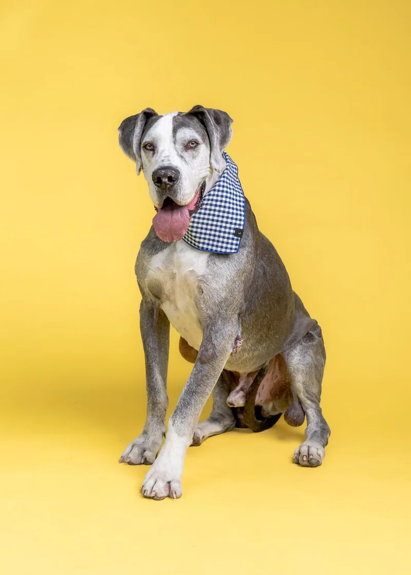 A senior extra large-sized male Gray / Blue / Silver Great Dane dog named Wilson for adoption in Long Beach, CA