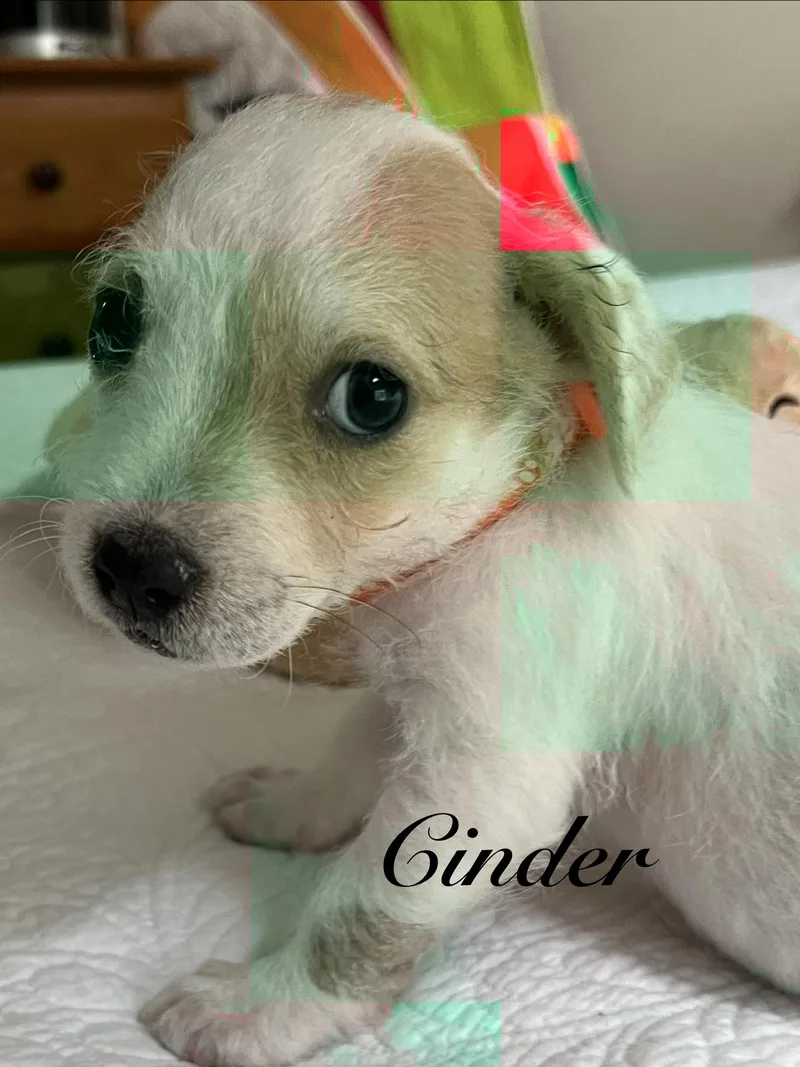 A baby medium-sized female White / Cream Australian Cattle Dog / Blue Heeler dog named Cinder for adoption in Pawleys Island, SC