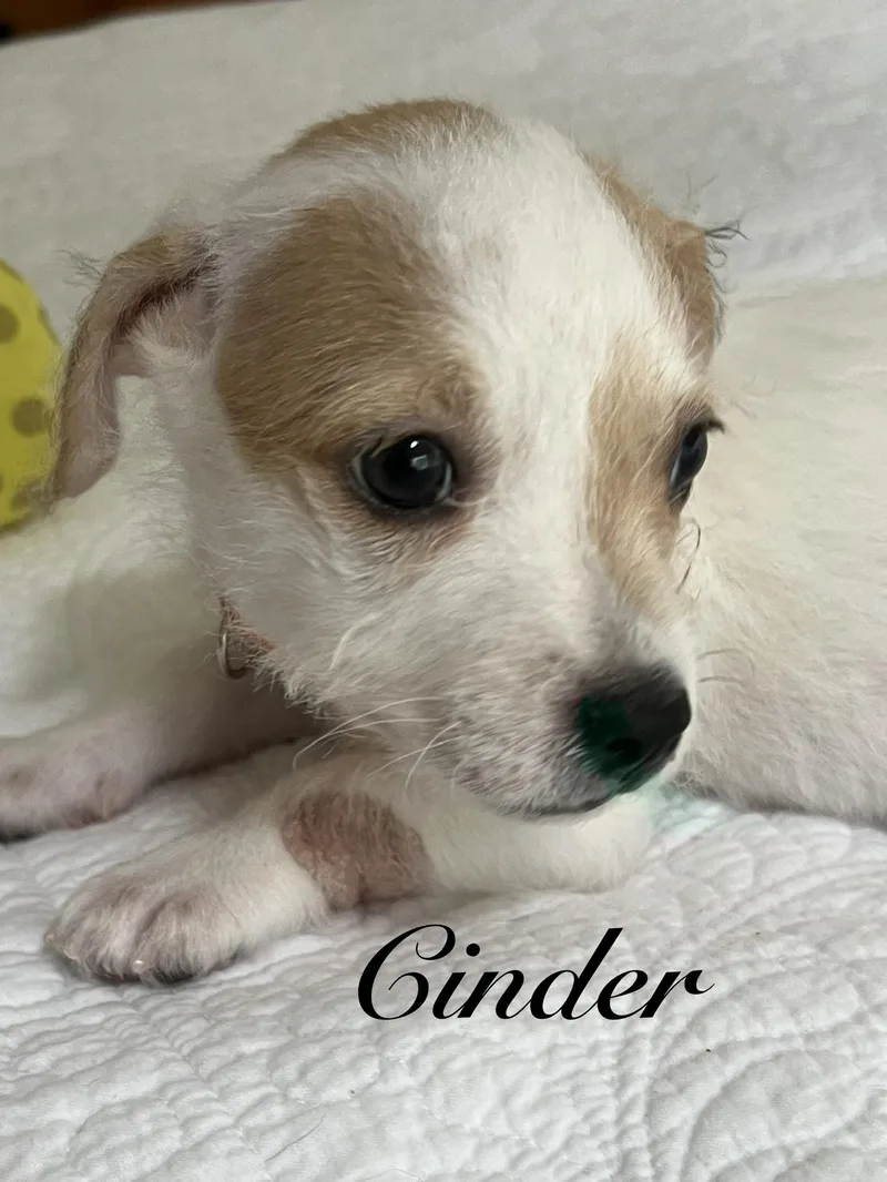 Cinder thumbnail 2