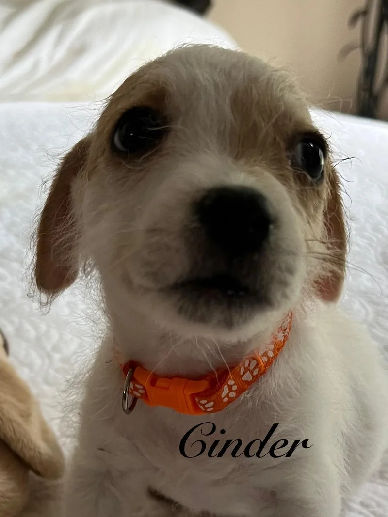 Cinder thumbnail 3