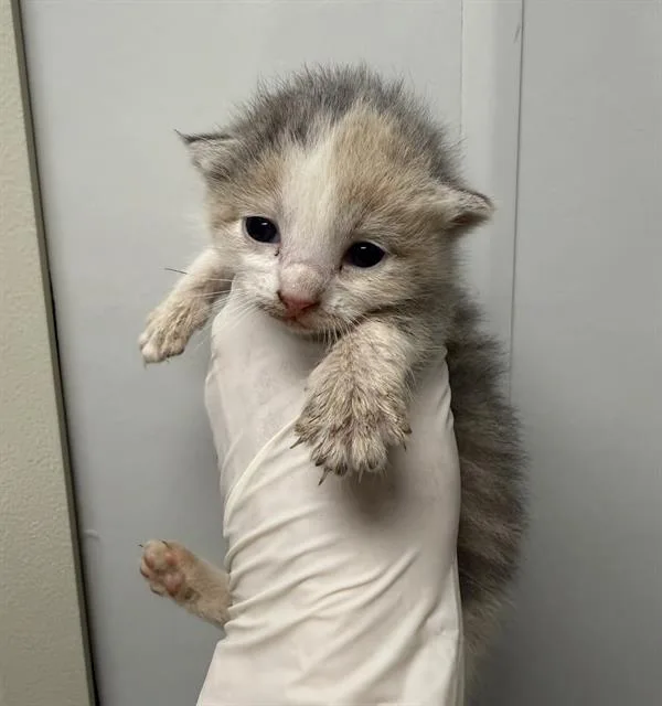 A baby small-sized female Domestic Short Hair cat named Nora for adoption in Ontario, CA
