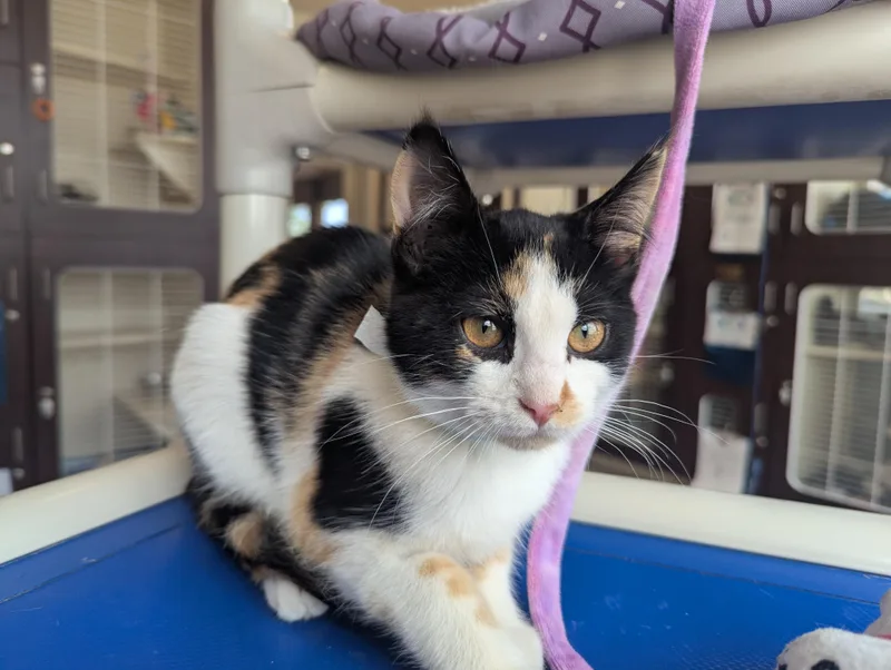 A young medium-sized female Black Domestic Short Hair cat named Sara for adoption in Buena Vista, CO