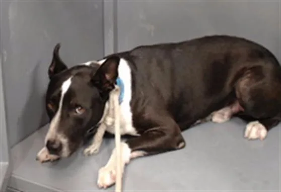 An adult medium-sized male Pit Bull Terrier dog named Rambo for adoption in Downey, CA