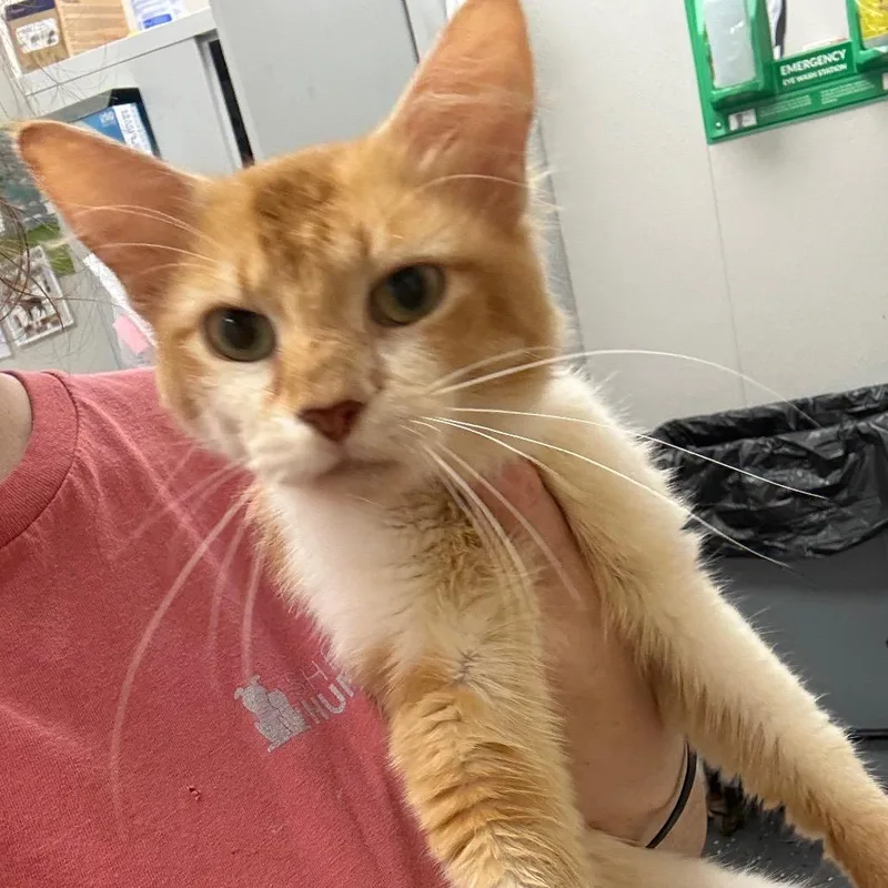 An adult medium-sized male Orange / Red Domestic Short Hair cat named Garfield for adoption in Columbiana, AL