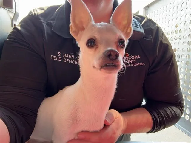 Miso