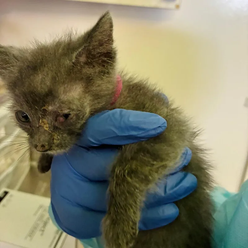 A baby small-sized male Gray / Blue / Silver Domestic Short Hair cat named Pink Collar for adoption in Los Angeles, CA