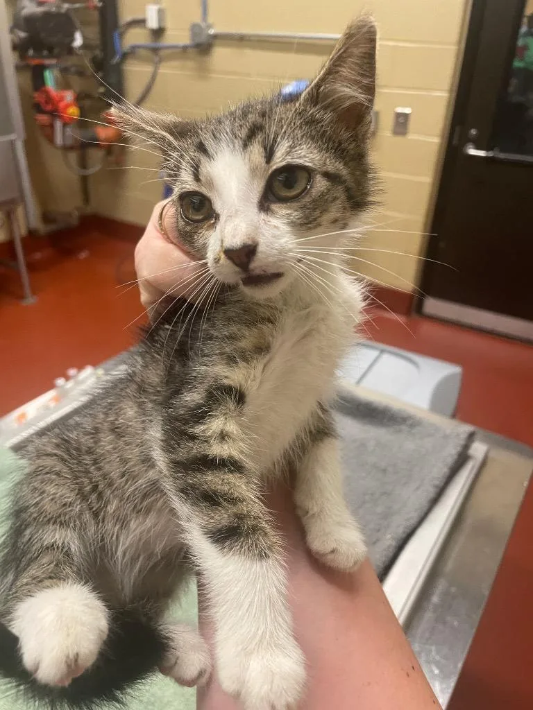 A baby small-sized male Domestic Short Hair cat named Traveler for adoption in Douglasville, GA