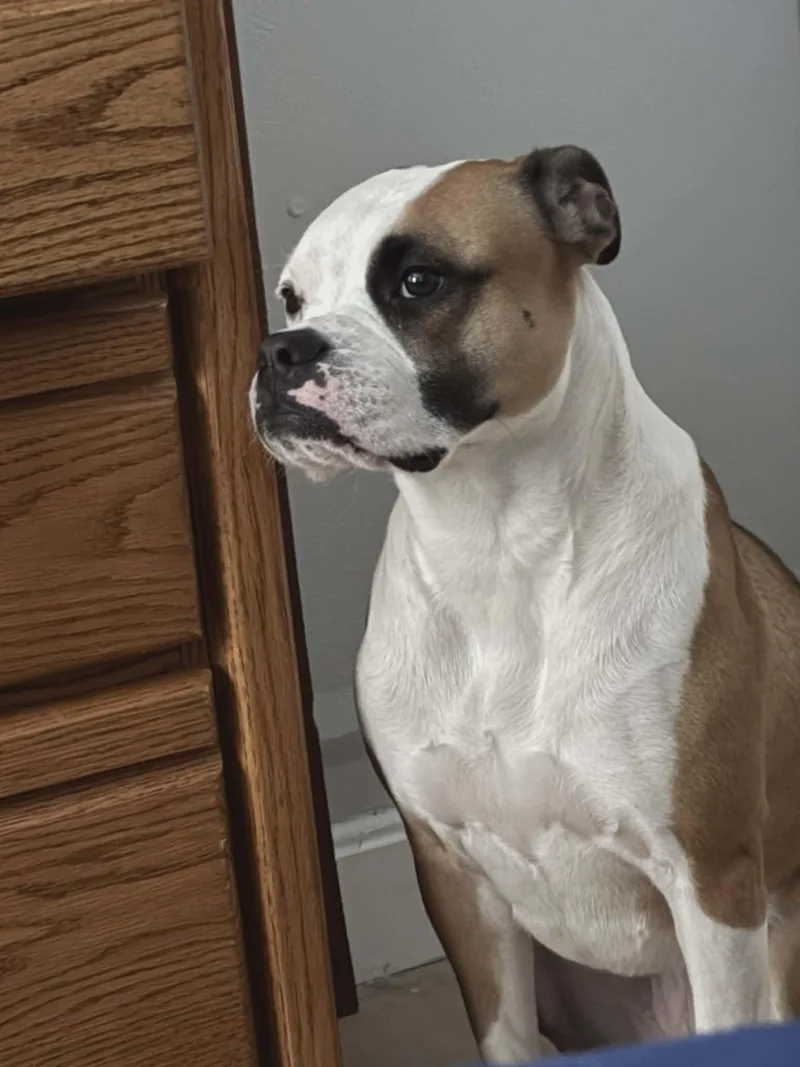 Iris Blossom thumbnail 2