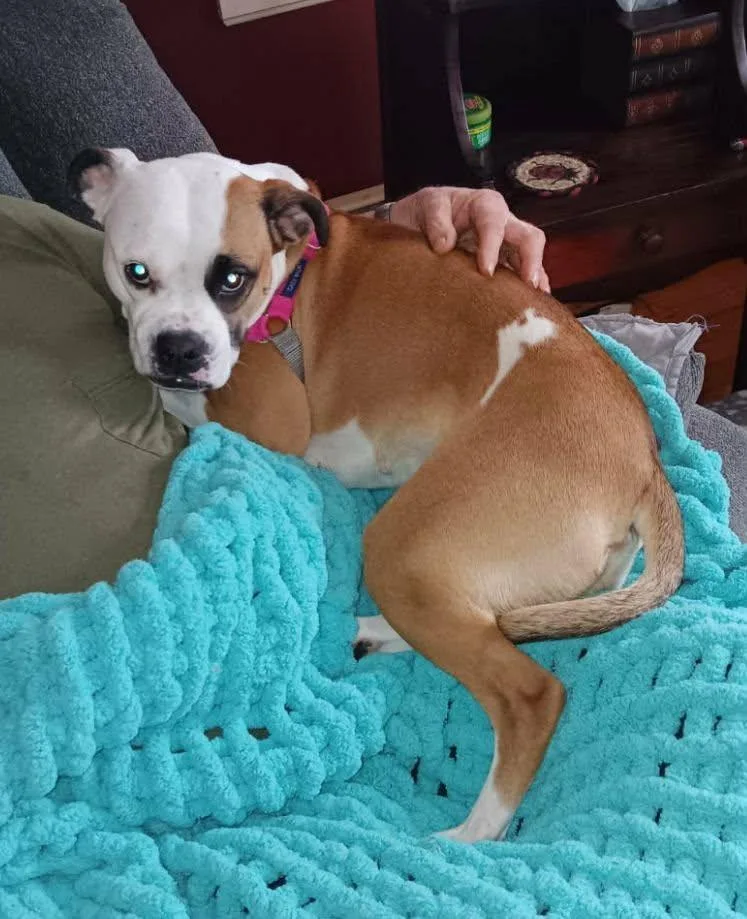 Iris Blossom thumbnail 3