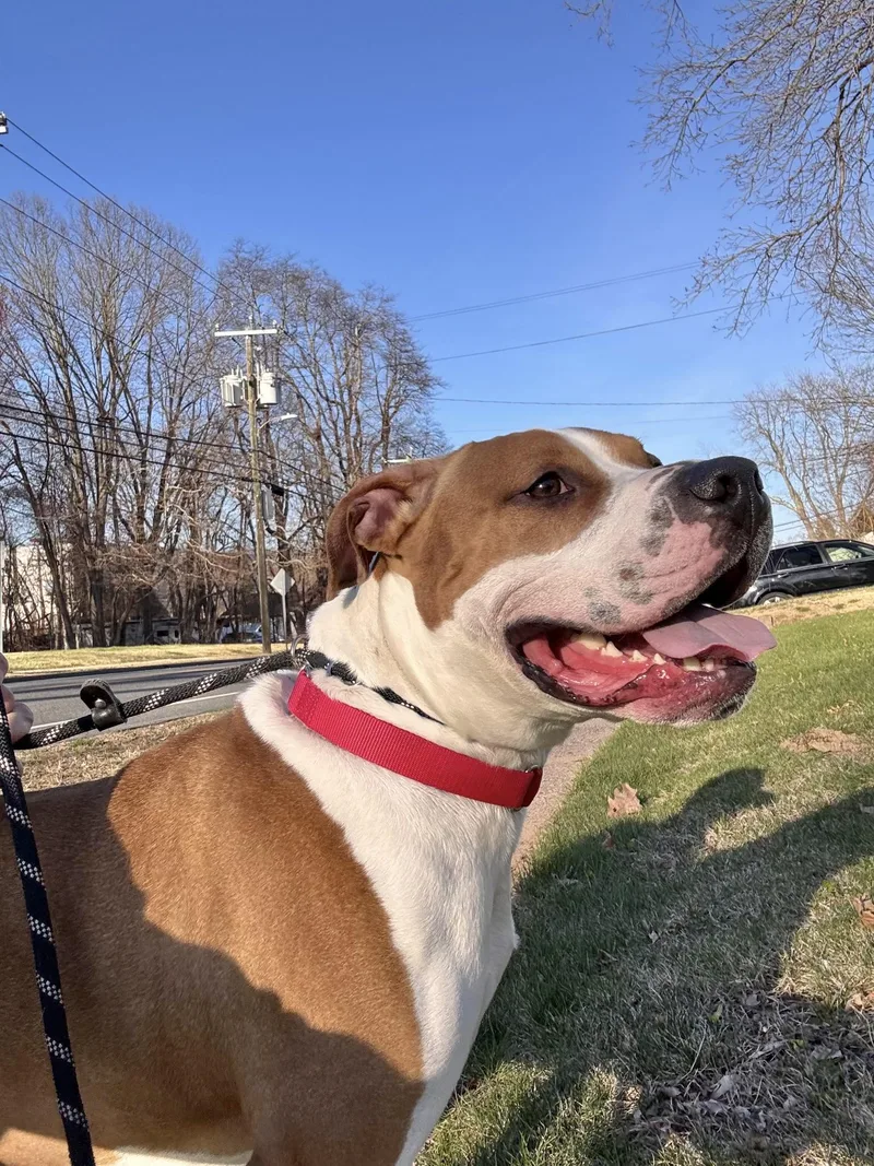 An adult large-sized male Boxer dog named Loki for adoption in Manchester, CT