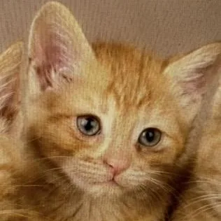 A baby large-sized female Tabby (Orange / Red) Domestic Short Hair cat named Molly Weasley for adoption in Heber Springs, AR