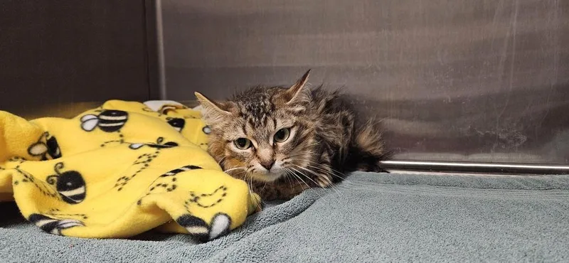 An adult medium-sized female Domestic Short Hair cat named Valerie Brown for adoption in Muskegon, MI