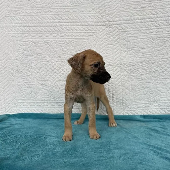 A baby small-sized female Brown / Chocolate Terrier dog named Free Admission for adoption in Carencro, LA