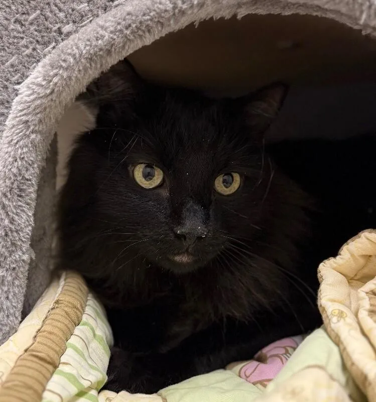 An adult small-sized male Domestic Long Hair cat named Smokey for adoption in Yankton, SD