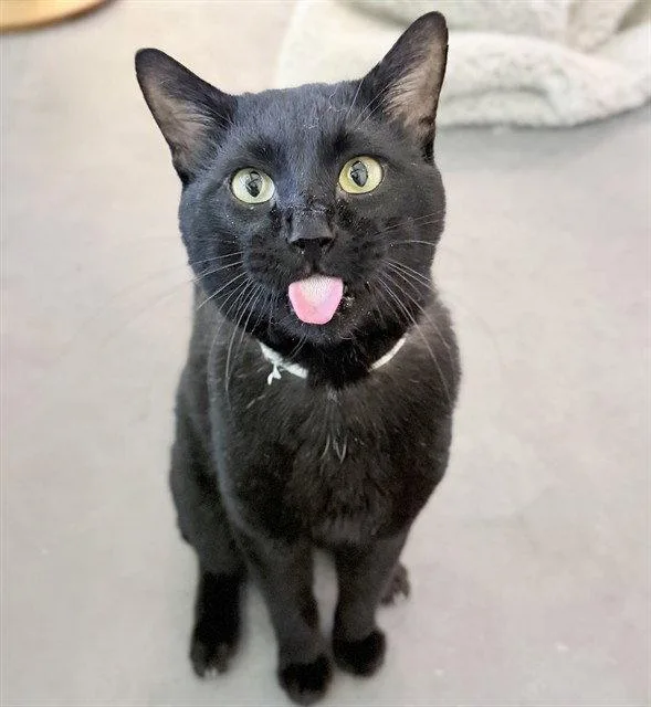An adult large-sized male Black Domestic Short Hair cat named Algebra for adoption in Tavares, FL