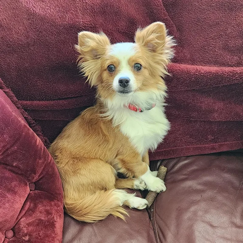 A young small-sized male Red / Chestnut / Orange Chihuahua dog named Knox for adoption in Alma, WI