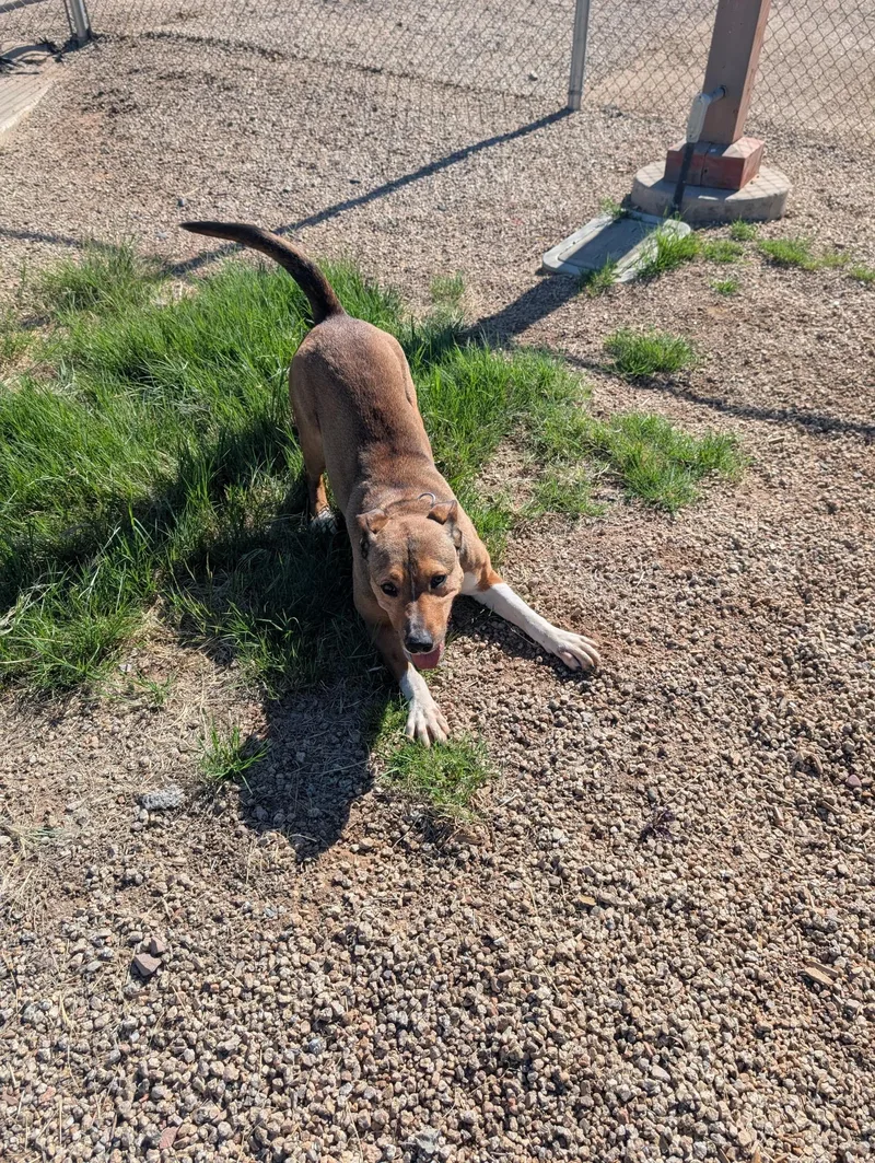 Firestar thumbnail 4