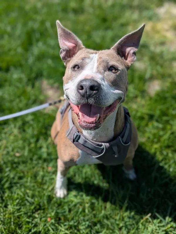 A senior large-sized female Pit Bull Terrier dog named Melody Wingnut for adoption in Healdsburg, CA