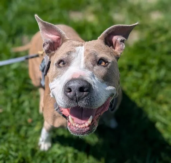 Melody Wingnut thumbnail 2