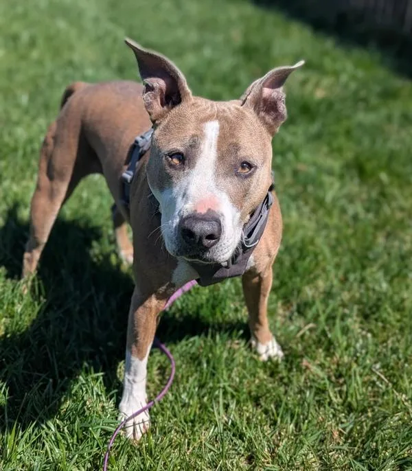 Melody Wingnut thumbnail 3