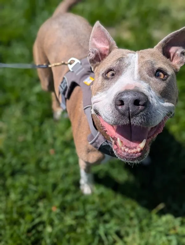 Melody Wingnut thumbnail 4