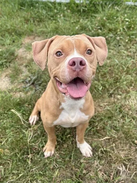An adult large-sized male Pit Bull Terrier dog named Cameron for adoption in Kalamazoo, MI