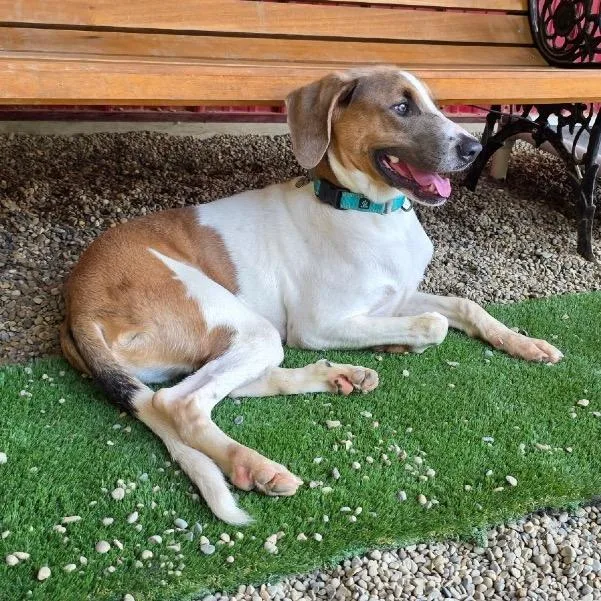 A young medium-sized male White / Cream Hound dog named Zuma for adoption in Avon, OH