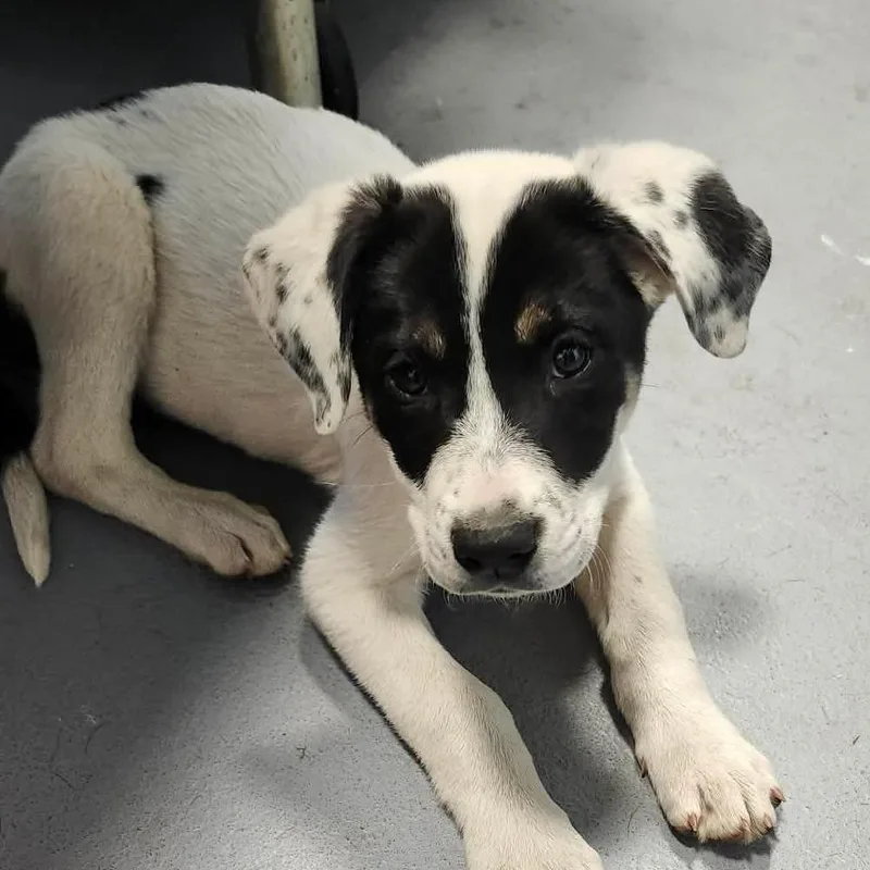 A baby small-sized female White / Cream Mixed Breed dog named Bianca for adoption in Beckley, WV
