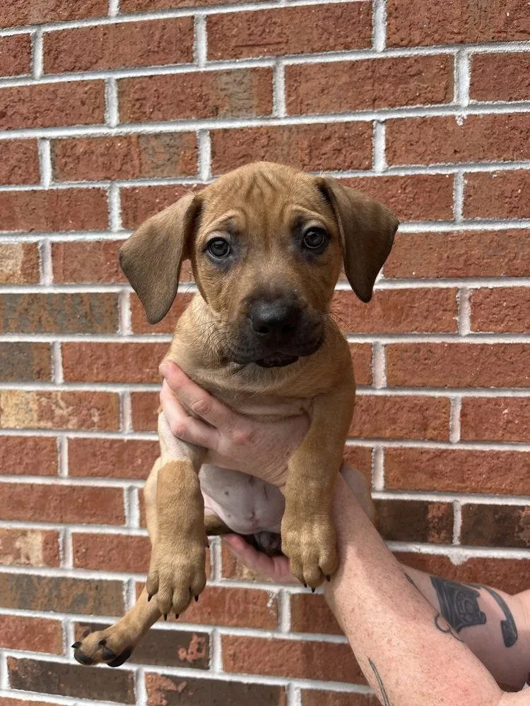 A baby medium-sized female Terrier dog named Penelope for adoption in Candler, NC
