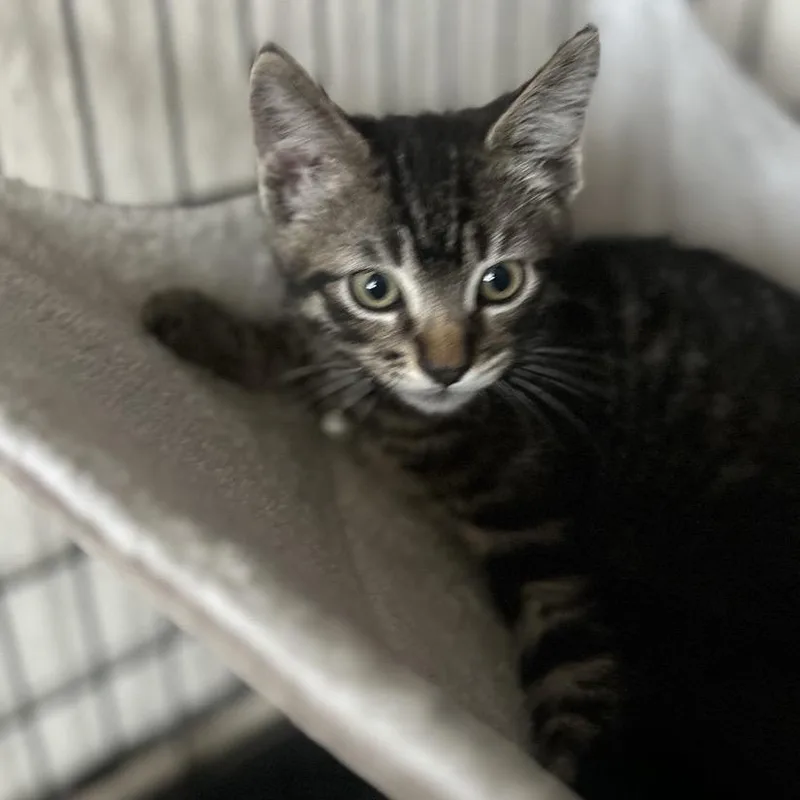 A baby small-sized male Brown / Chocolate Domestic Short Hair cat named Sunny for adoption in Westminster, CA