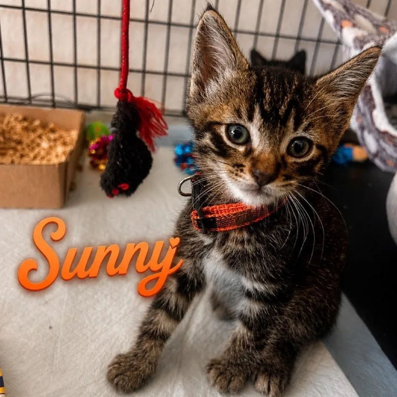 Sunny thumbnail 2