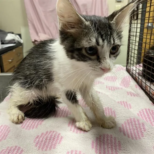 A baby small-sized male Domestic Short Hair cat named A for adoption in Modesto, CA