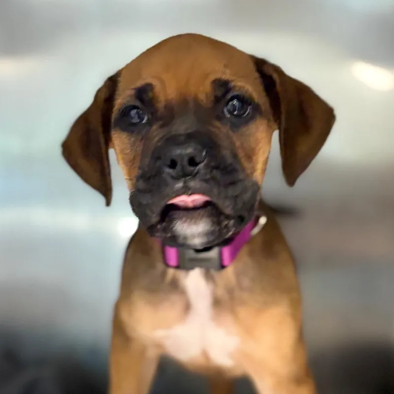 A baby small-sized female Brown / Chocolate Mixed Breed dog named Elm for adoption in Chattanooga, TN