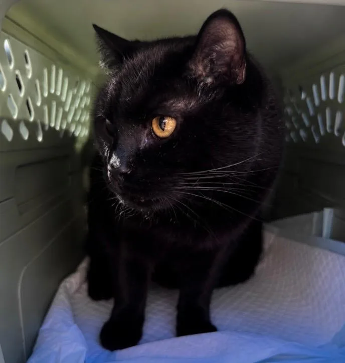 A young small-sized female Domestic Short Hair cat named Onyx for adoption in Gorham, ME