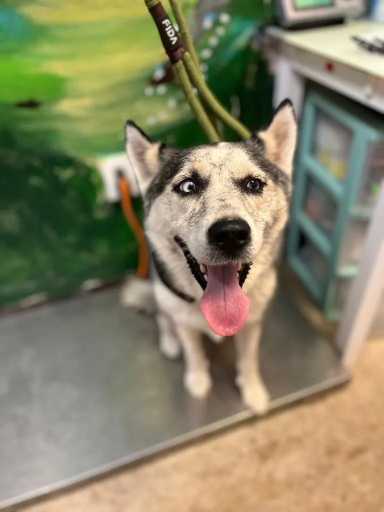 A young large-sized female Siberian Husky dog named Sophie for adoption in New Braunfels, TX