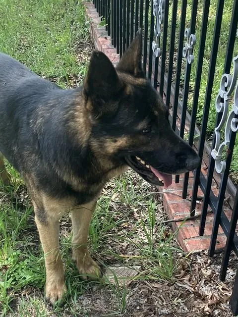 An adult large-sized male Mixed Breed dog named David for adoption in Dallas, TX