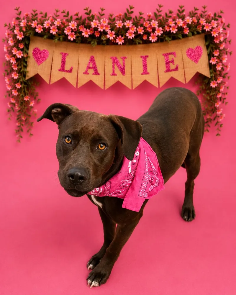 A young medium-sized female Labrador Retriever dog named Lanie for adoption in Shillington, PA