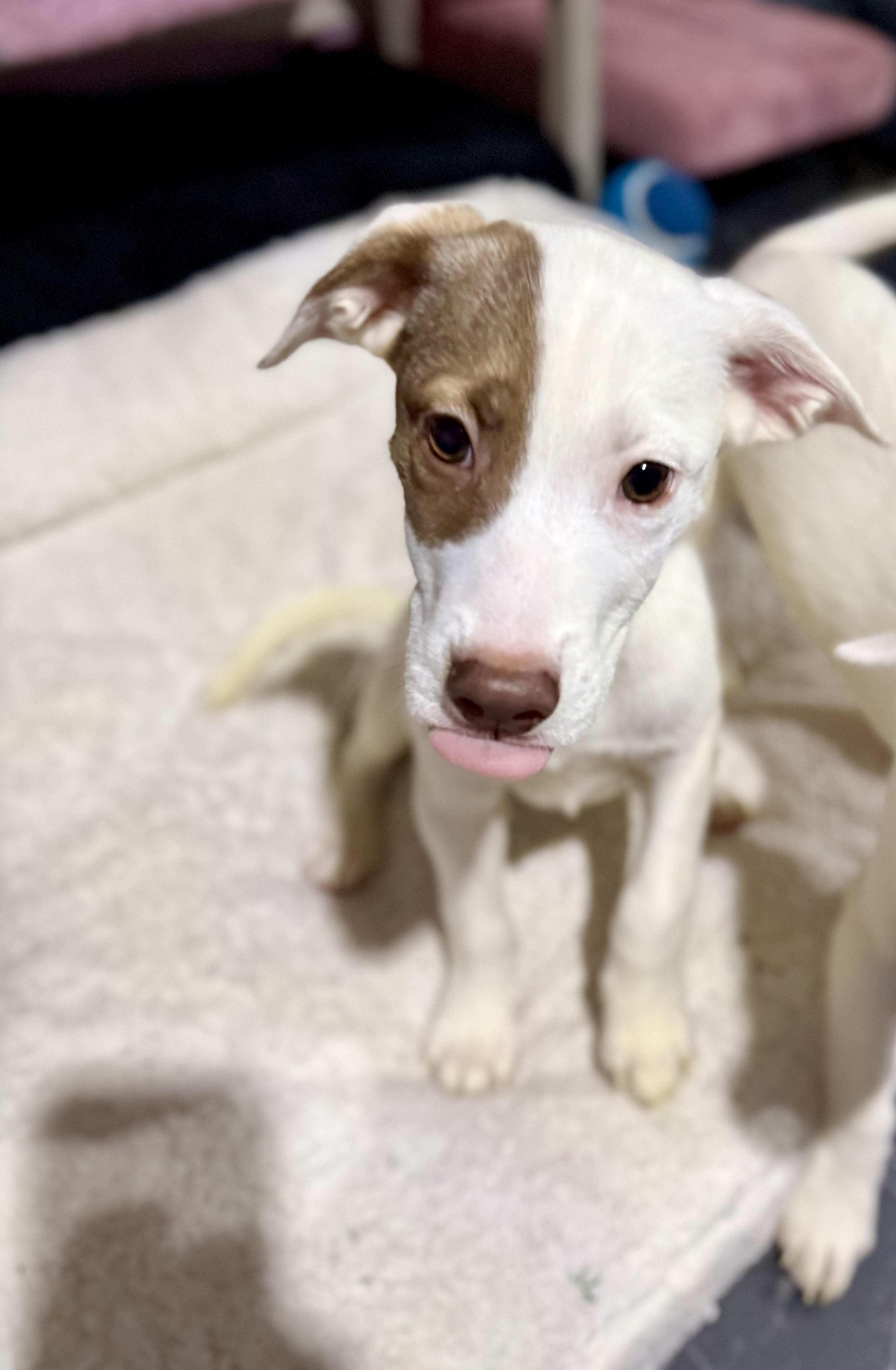 A baby medium-sized male American Staffordshire Terrier dog named Bolt for adoption in Park Forest, IL