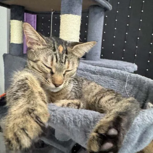 A baby small-sized female Domestic Medium Hair cat named Crystal for adoption in Tampa, FL