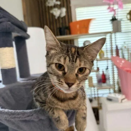 Crystal thumbnail 2