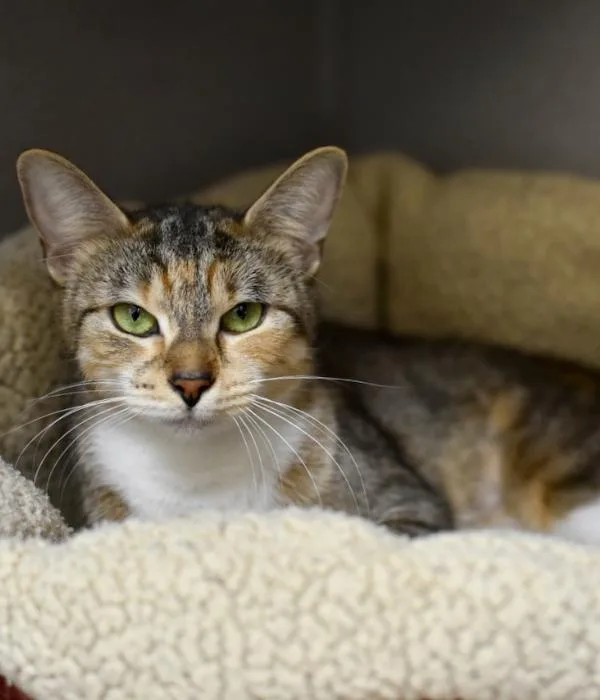 An adult medium-sized female Tabby (Brown / Chocolate) Domestic Short Hair cat named Ginger for adoption in Marietta, GA