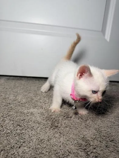 A baby small-sized female White Domestic Short Hair cat named Snowball for adoption in Liverpool, TX